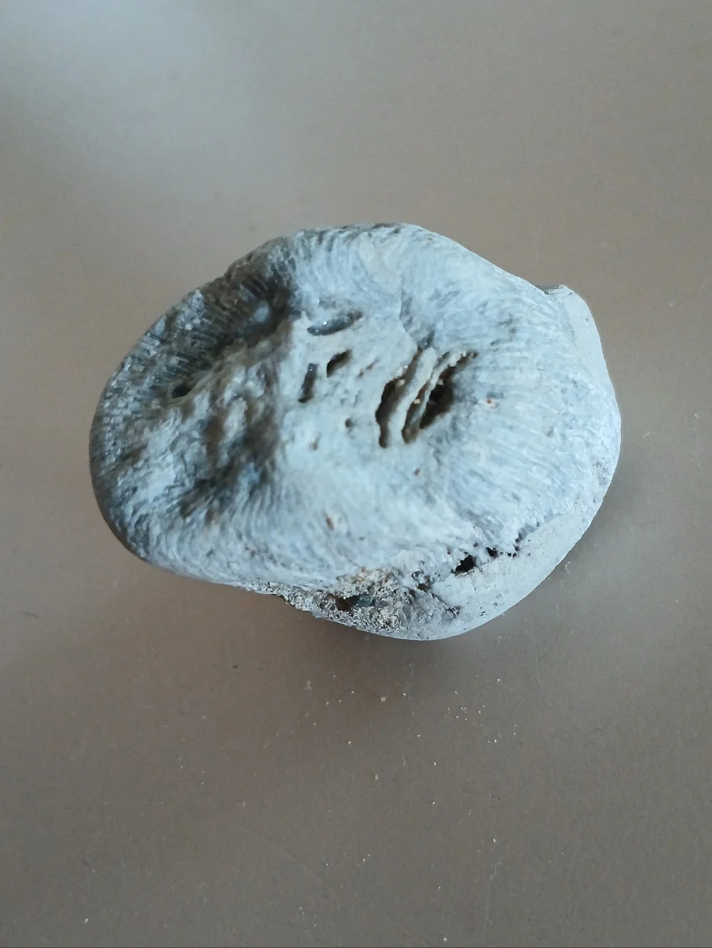 Fossil Collection - Picture 7 of 14